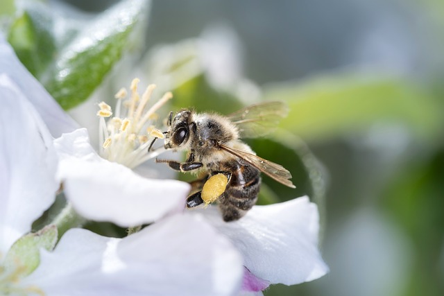 Wir müssen die Biodiversität erhalten